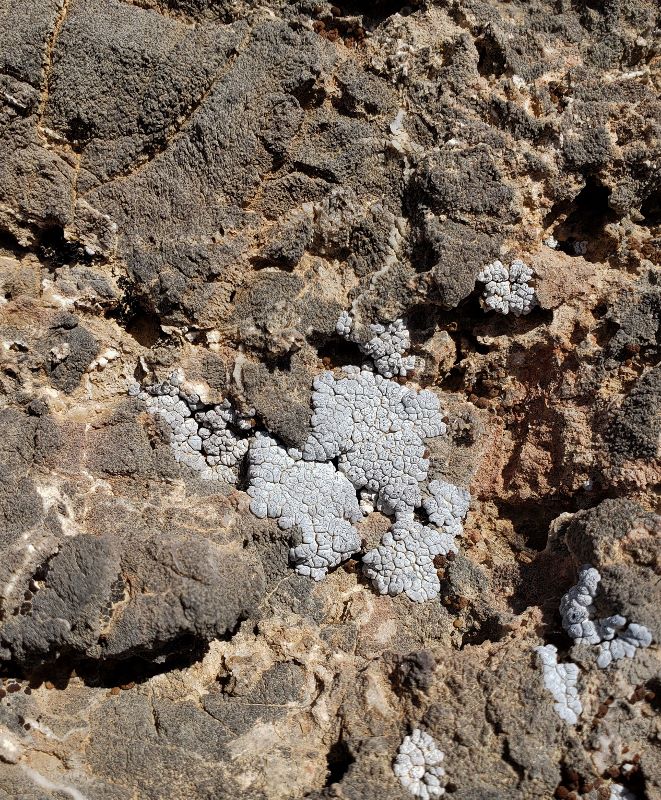 plant sample - lichen