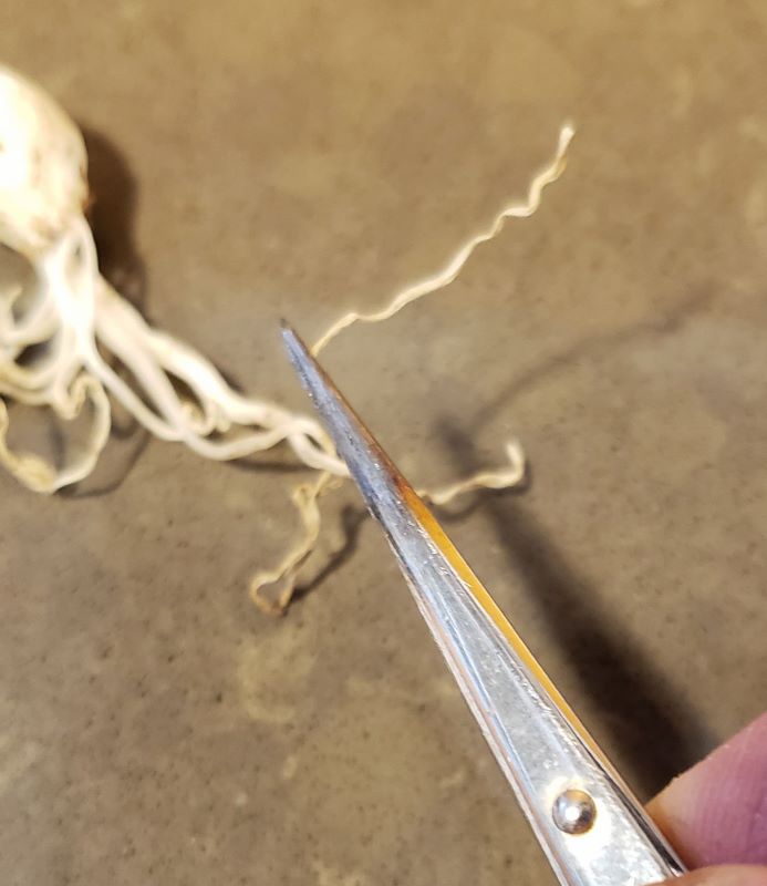 taking a small sample from a plant